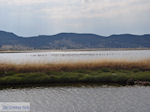 Beschermd natuurgebied baai van Kalloni (Lesbos)