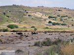 Schapen aan de baai van Kalloni