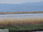 Beschermd natuurgebied voor vogels baai van Kalloni (Lesbos)