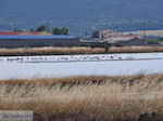 Beschermd natuurgebied voor vogels baai van Kalloni (Lesbos) foto 3