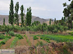 Landbouwtuinen bij Skala Eressos foto 2