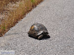 Schildpad nabij Skoutaros op de weg Antissa-Anaxos