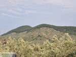 Grens olijfbomen en bossen op de weg Petra-Kalloni foto 1