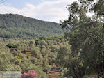 Grens olijfbomen en bossen op de weg Petra-Kalloni foto 2