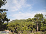 Bossen in noord Lesbos
